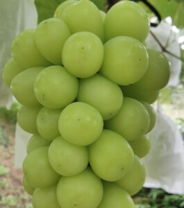 人気品種。香りが強く、インパクトのある甘みが特徴。