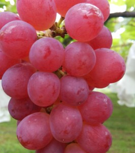 りんごのような、さっぱりした甘みのぶどう。