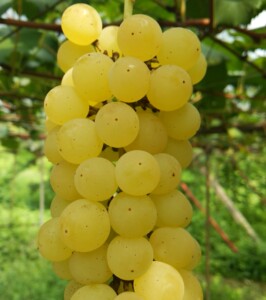 爽やかな甘みが特徴。きれいな黄色のぶどう。